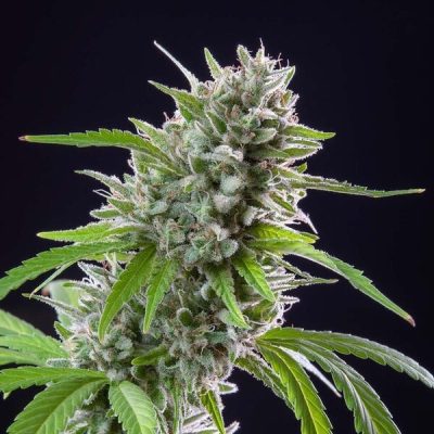 Semillas feminizadas Royal Queen Seeds de El Patron