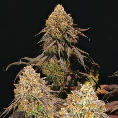 Semillas feminizadas Royal Queen Seeds de Legendary OG Punch