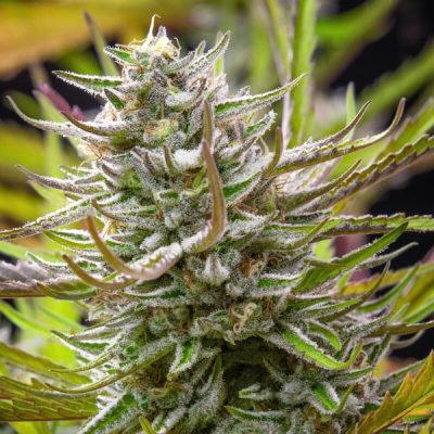 Semillas feminizadas Royal Queen Seeds de Mimosa