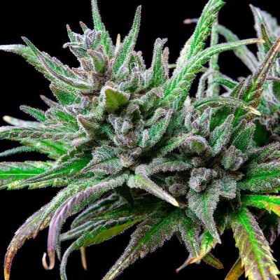 Semillas feminizadas Royal Queen Seeds de Northern Light
