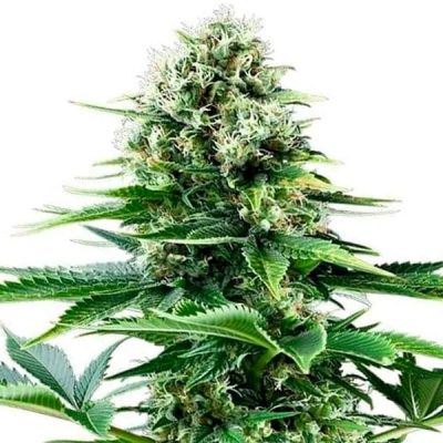 Semillas feminizadas Royal Queen Seeds de Power Flower