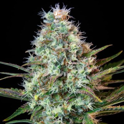 Semillas feminizadas Royal Queen Seeds de Royal Runtz