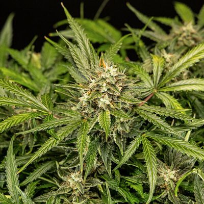 Semillas Royal Queen Seeds de Auto Apollo F1