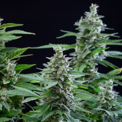 Semillas Royal Queen Seeds de Auto Easy Bud