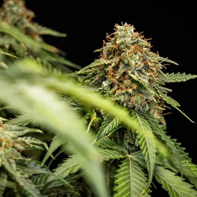 Semillas Royal Queen Seeds de Auto Epsilon F1