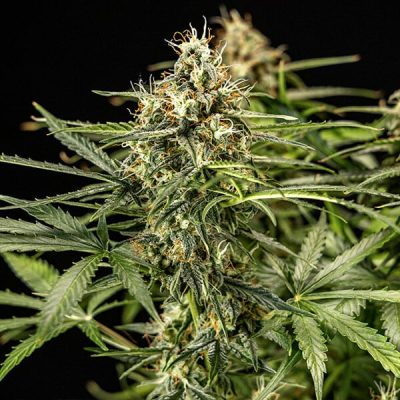 Semillas Royal Queen Seeds de Auto Milky Way F1
