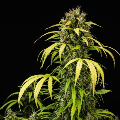 Semillas Royal Queen Seeds de Cherry Pie Auto