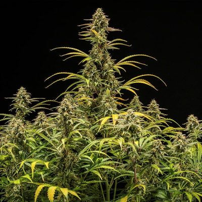 Semillas Royal Queen Seeds de Hyperion F1