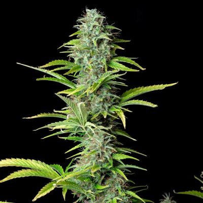 Semillas Royal Queen Seeds de Northern Light Auto