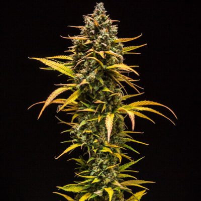 Semillas Royal Queen Seeds de Purple Queen Auto