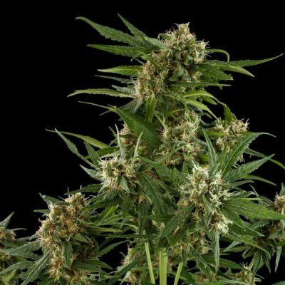 Semillas Royal Queen Seeds de Royal Critical Auto