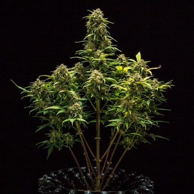 Semillas Royal Queen Seeds de Sweet Skunk Auto