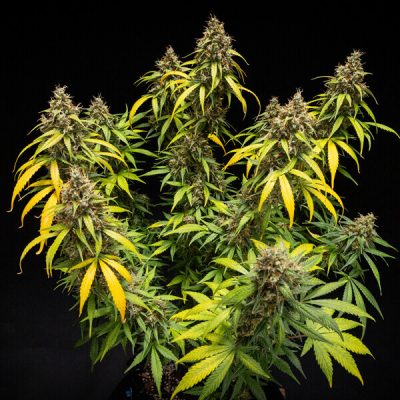 Semillas Royal Queen Seeds de Triple G Auto