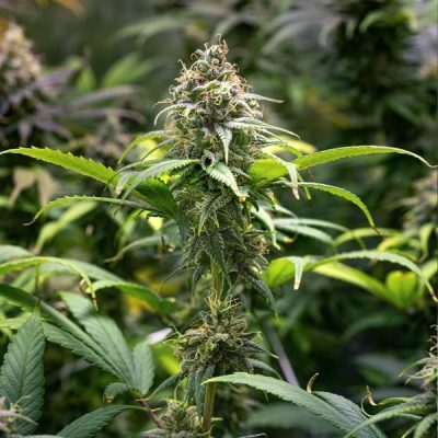 Semillas feminizadas Royal Queen Seeds de Chocolate Haze