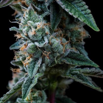 Semillas feminizadas Royal Queen Seeds de Dynamite Diesel