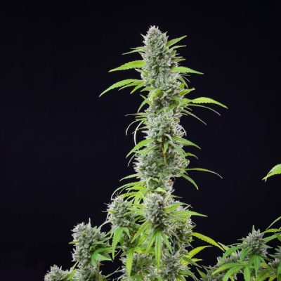 Semillas feminizadas Royal Queen Seeds de El Patron