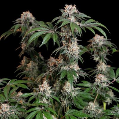 Semillas feminizadas Royal Queen Seeds de Lemon Shining Silver Haze