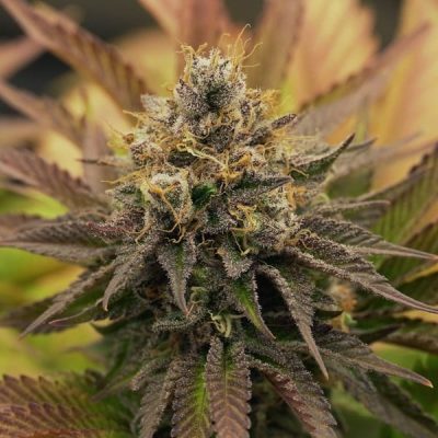 Semillas feminizadas Royal Queen Seeds de OG Kush