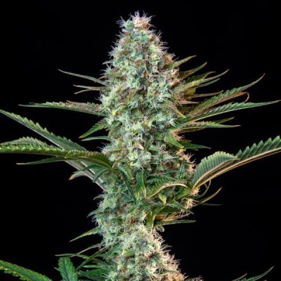 Semillas feminizadas Royal Queen Seeds de Royal Runtz