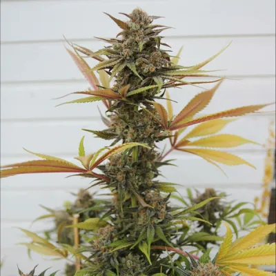 Semillas feminizadas Royal Queen Seeds de Somango XL