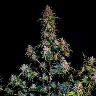 Semillas feminizadas Royal Queen Seeds de Sweet ZZ