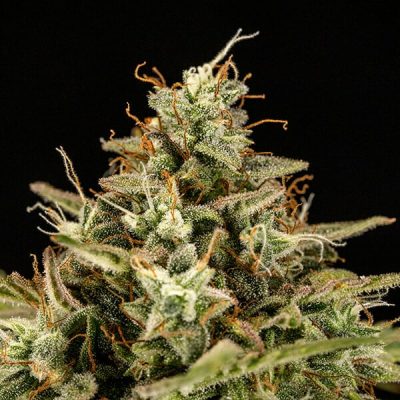 Semillas Royal Queen Seeds de Auto Apollo F1