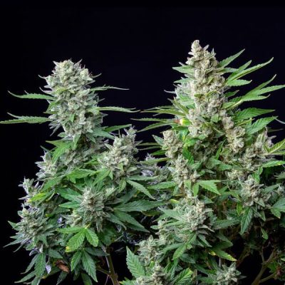 Semillas Royal Queen Seeds de Auto Easy Bud