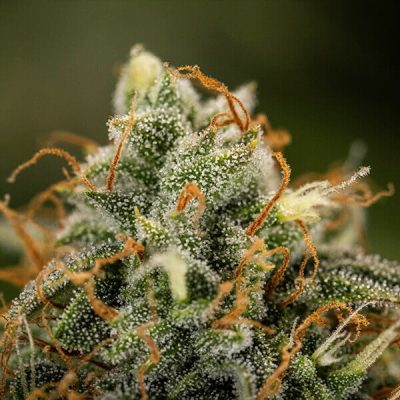 Semillas Royal Queen Seeds de Auto Epsilon F1