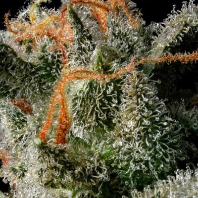 Semillas Royal Queen Seeds de Auto Medusa F1