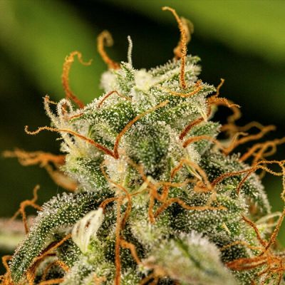 Semillas Royal Queen Seeds de Auto Milky Way F1