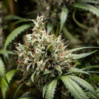 Semillas Royal Queen Seeds de Cookies Gelato Auto