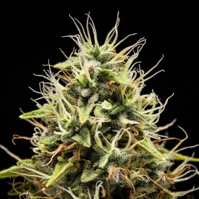 Semillas Royal Queen Seeds de Corkscrew Auto