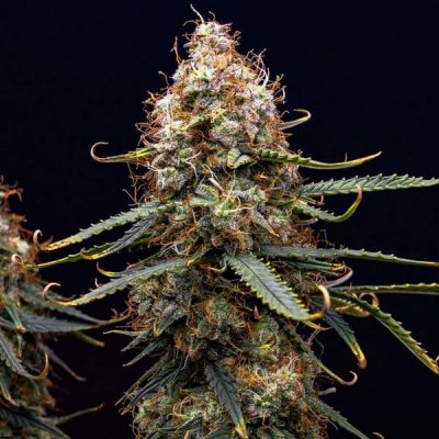 Semillas Royal Queen Seeds de Northern Light Auto