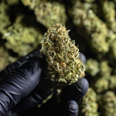 Semillas feminizadas Royal Queen Seeds de Chocolate Haze