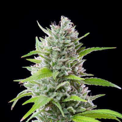 Semillas feminizadas Royal Queen Seeds de El Patron