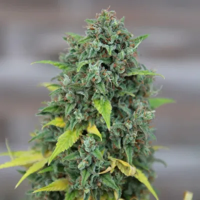 Semillas feminizadas Royal Queen Seeds de HulkBerry