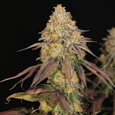Semillas feminizadas Royal Queen Seeds de Legendary OG Punch