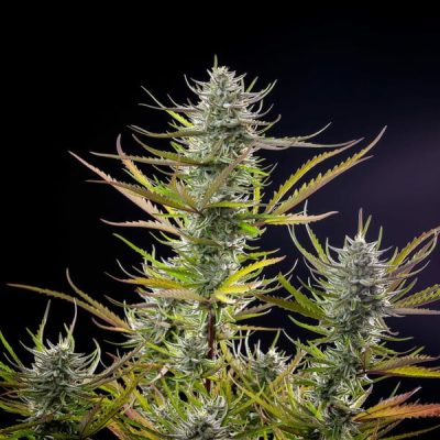 Semillas feminizadas Royal Queen Seeds de Mimosa
