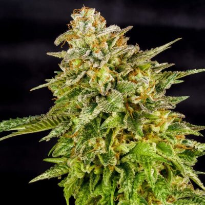 Semillas feminizadas Royal Queen Seeds de OG Kush