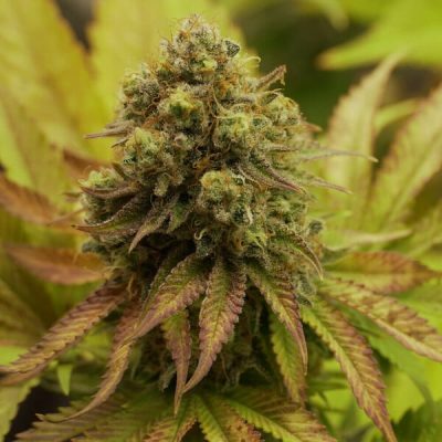 Semillas feminizadas Royal Queen Seeds de Royal Runtz