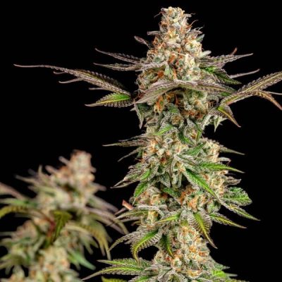 Semillas feminizadas Royal Queen Seeds de Somango XL