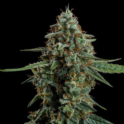 Semillas Royal Queen Seeds de Auto Apollo F1