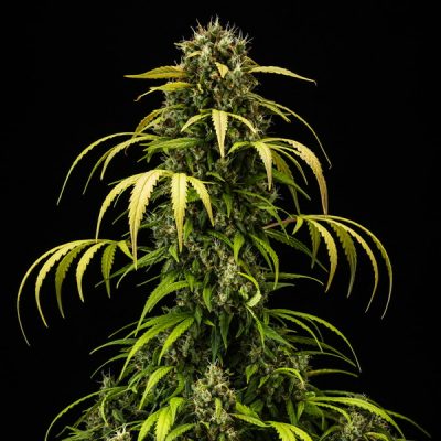 Semillas Royal Queen Seeds de Cherry Pie Auto