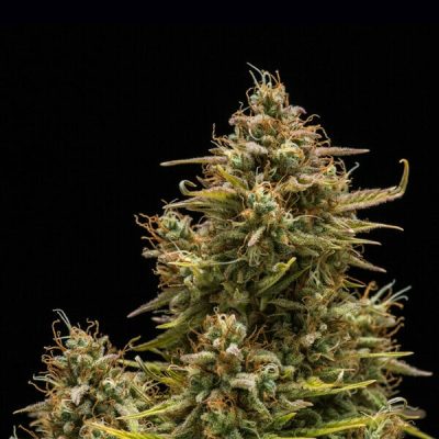Semillas Royal Queen Seeds de Blue Cheese Auto