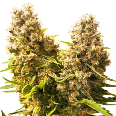 Semillas de Banana Kush Cake Autoflorecientes