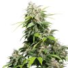 Semillas de California Indica Feminizadas