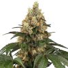 Semillas de Chocolate Rainbow XXL Feminizadas