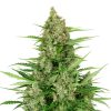 Semillas de Double Kush Cake Autoflorecientes