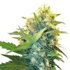 Semillas de Double Kush Cake Feminizadas