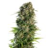 Semillas de Hindu Kush Autoflorecientes